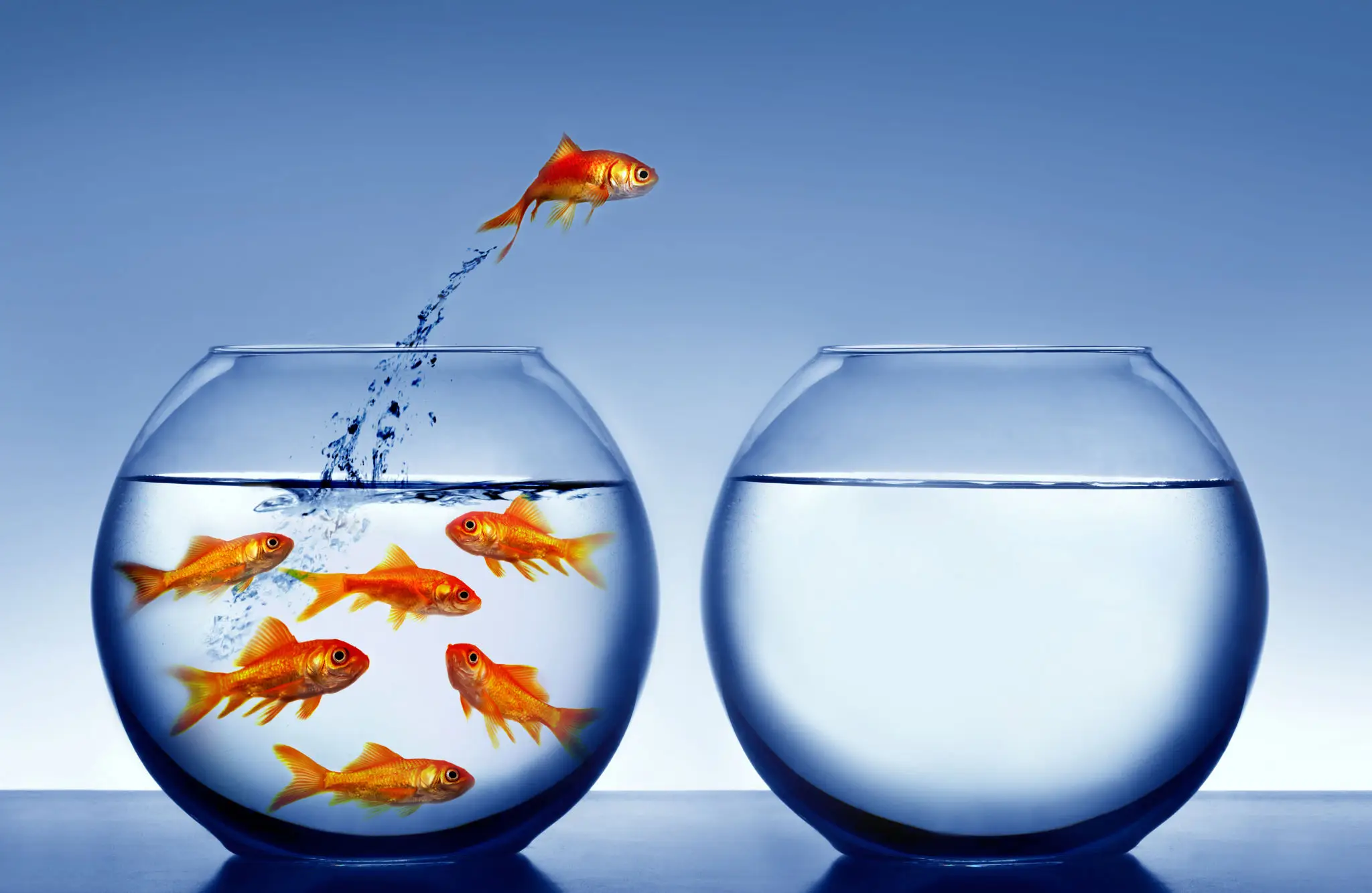 A goldfish jumps from a crowded fishbowl with several goldfish into an empty fishbowl filled with water, against a blue background.